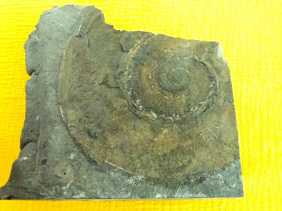 Fossili: Fossilien aus Holzmaden – Usato da Olten venduto da smiples