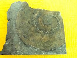 Fossilien aus Holzmaden
