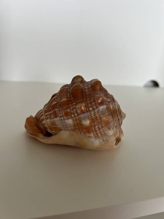 Fossilien: Natürlich stachelige Muschelschale – Gebraucht aus Geroldswil von Nadine_Bosshard 2