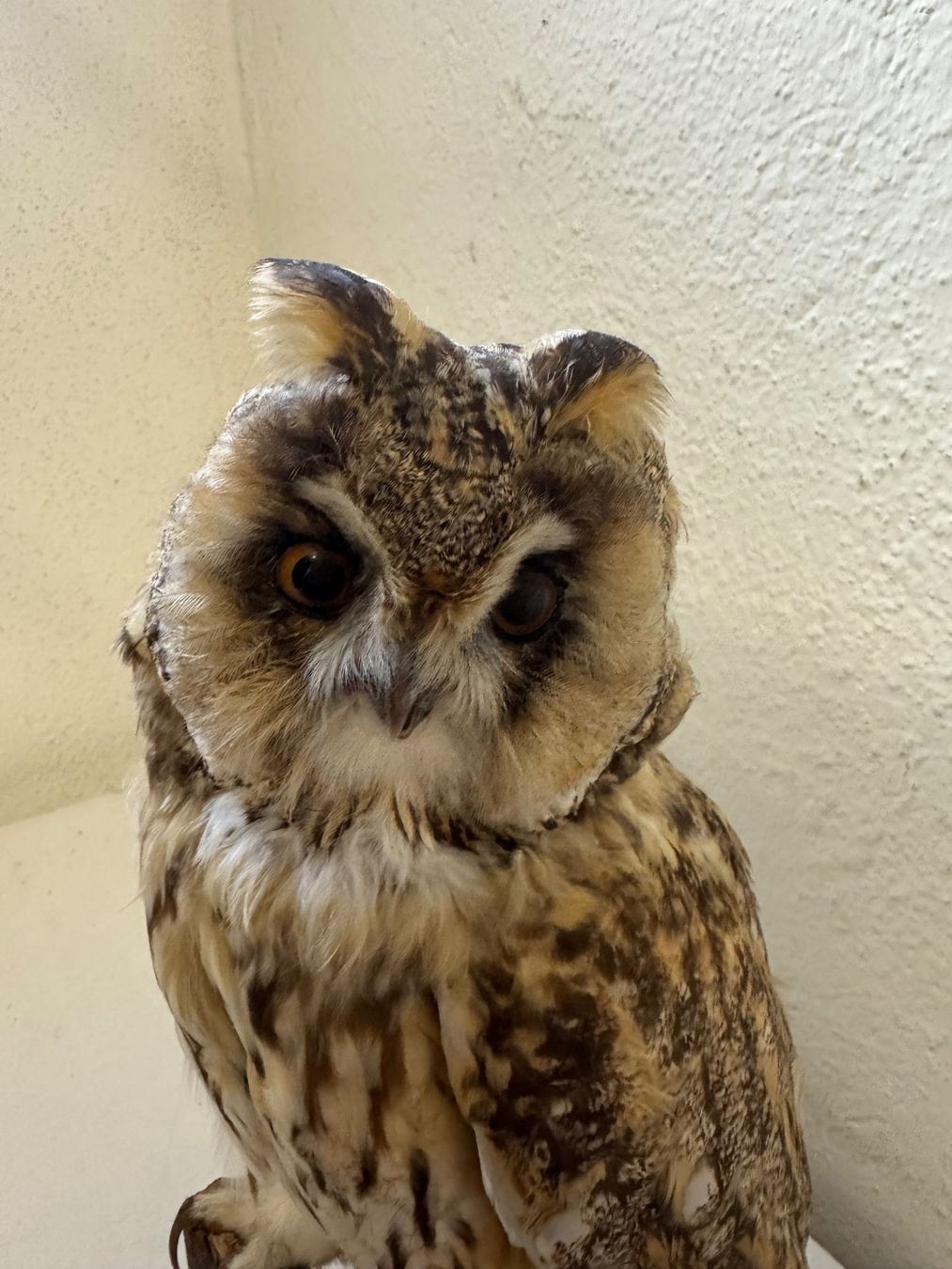Monde des animaux: Waldohreule ausgestopft / Asio otus – D'occasion à zürich par goldklumpen 7