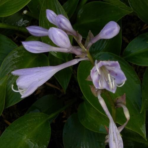 Pflanzen & Samen: Hosta 'Devon Green' 2 PLANTS – Neu (gemäss Beschreibung) aus Bremblens von FIBONACCI369 4