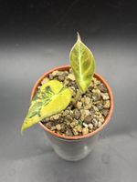 Alocasia Black Velvet Gold Variegata (2-4)
