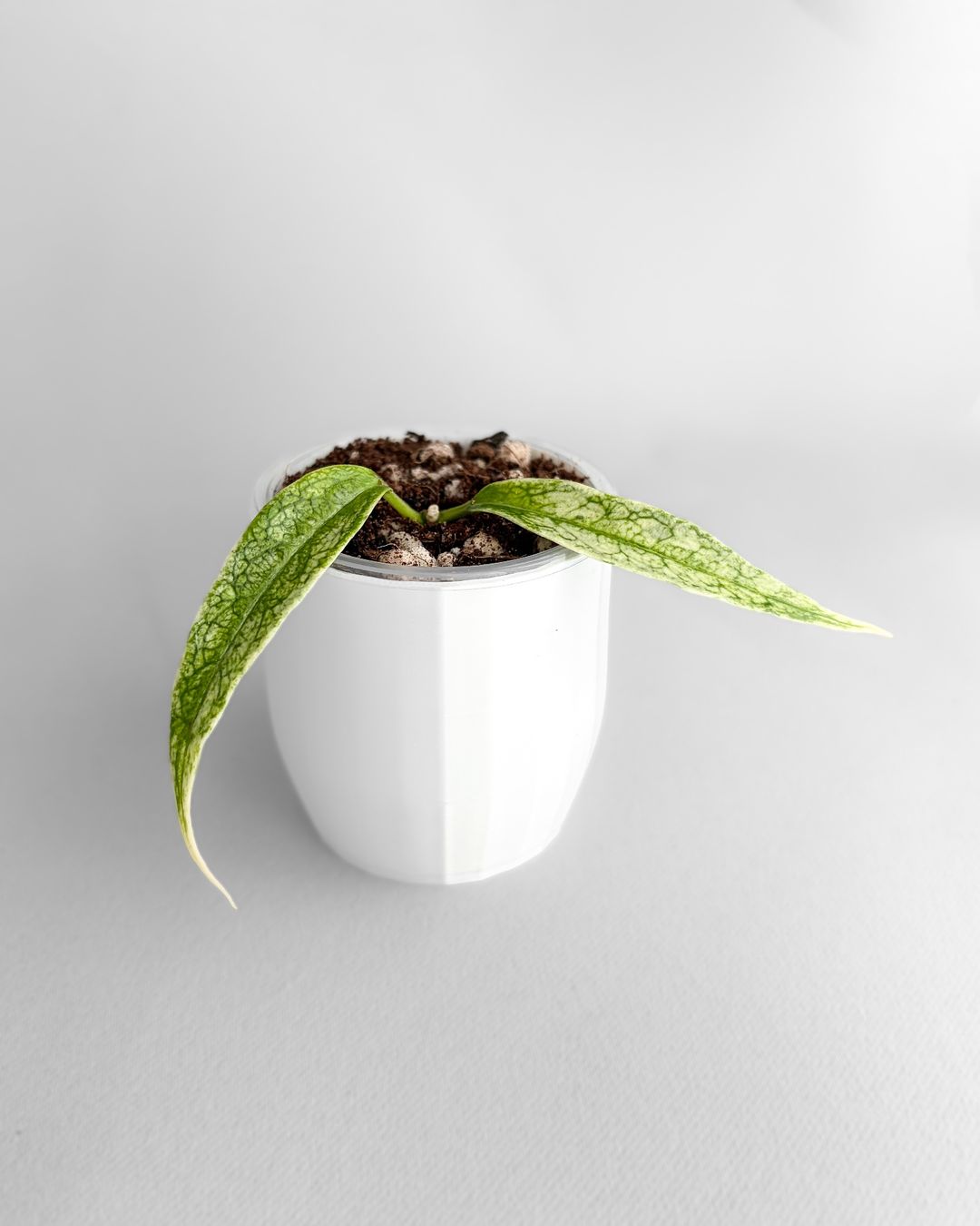 Piante & sementi: Hoya Buotii Mutation Silver Albo – Nuovo (secondo la descrizione) da Seuzach venduto da animaplants 1