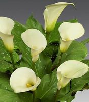 1 Rhizom der erwachsenen Blume " ZANTEDESCHIA "CAPTAIN