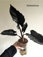 baby Alocasia Black Antoro Velvet🖤