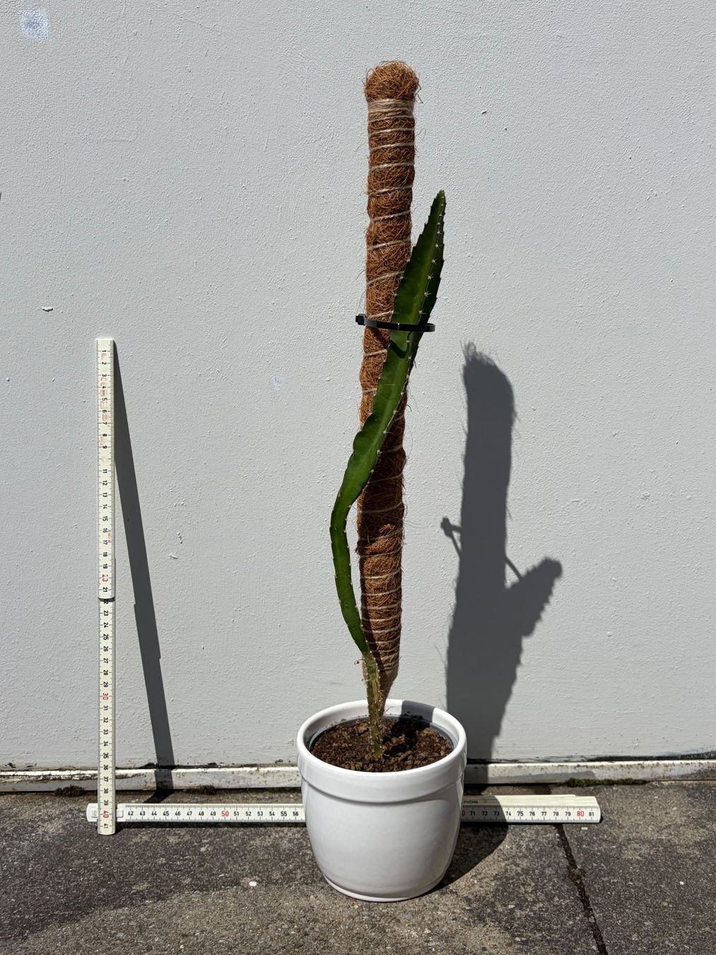 Pflanzen & Samen: Drachenfrucht-Pflanzen, (rotfleischige Drachenfrucht) – Gebraucht aus Boll von NRie