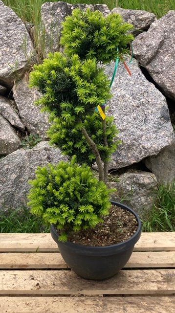 bonsai pflanzenlampe Desktop Bonsai Tree Grow Light main image 1