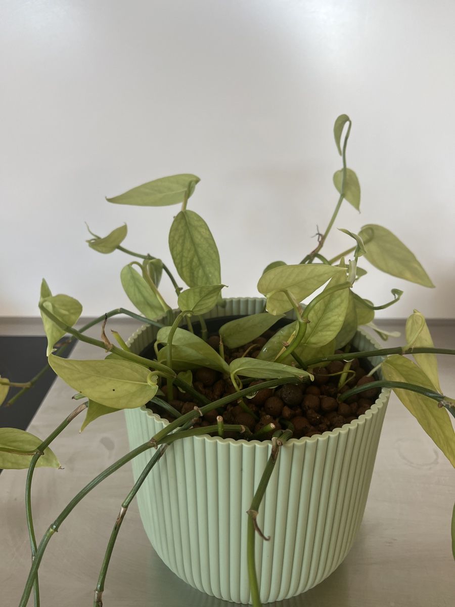 Pflanzen & Samen: Epipremnum Cebu Blue in LECA – Gebraucht aus Regensdorf von zon_fh62
