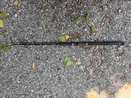 Black Cat The Cat 2 Welsrute 2.10 m 150 g – guter Zustand