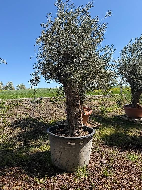 Pflanzen & Samen: Olivenbaum "Olea Europea 7 – Gebraucht aus Zuckenriet von Thur_Plant 2