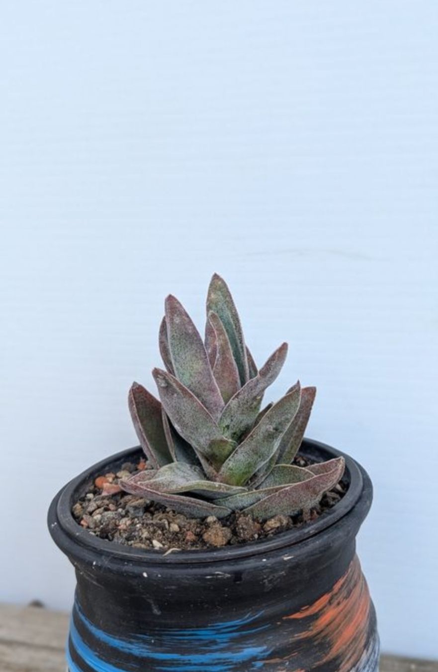 Piante & sementi: Crassula "Garner Lotus" – Usato da Comano venduto da che_8lc2