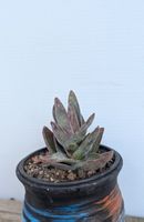 Crassula "Garner Lotus"