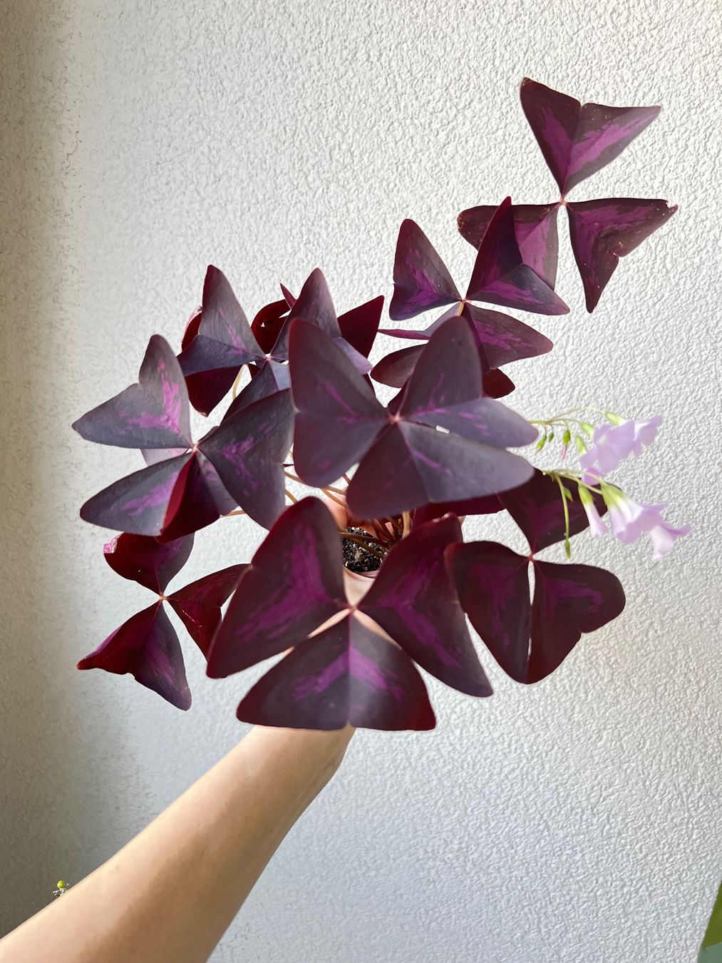 Piante & sementi: Oxalis Triangularis, Roter Glücksklee – Usato da Glattpark(Opfikon) venduto da ste_n99y 5