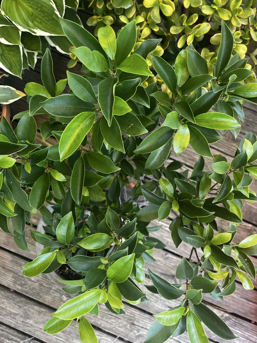 Piante & sementi: Wunderschöner Ficus im Steinguttopf – Usato da Zürich venduto da Nat_Ascha 2