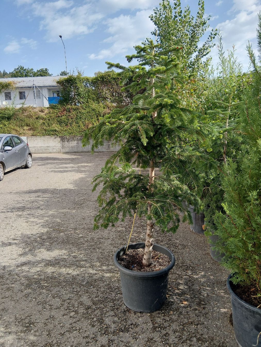 Plantes & graines: Weistanne  – D'occasion à Buchs ZH par Fabian8107