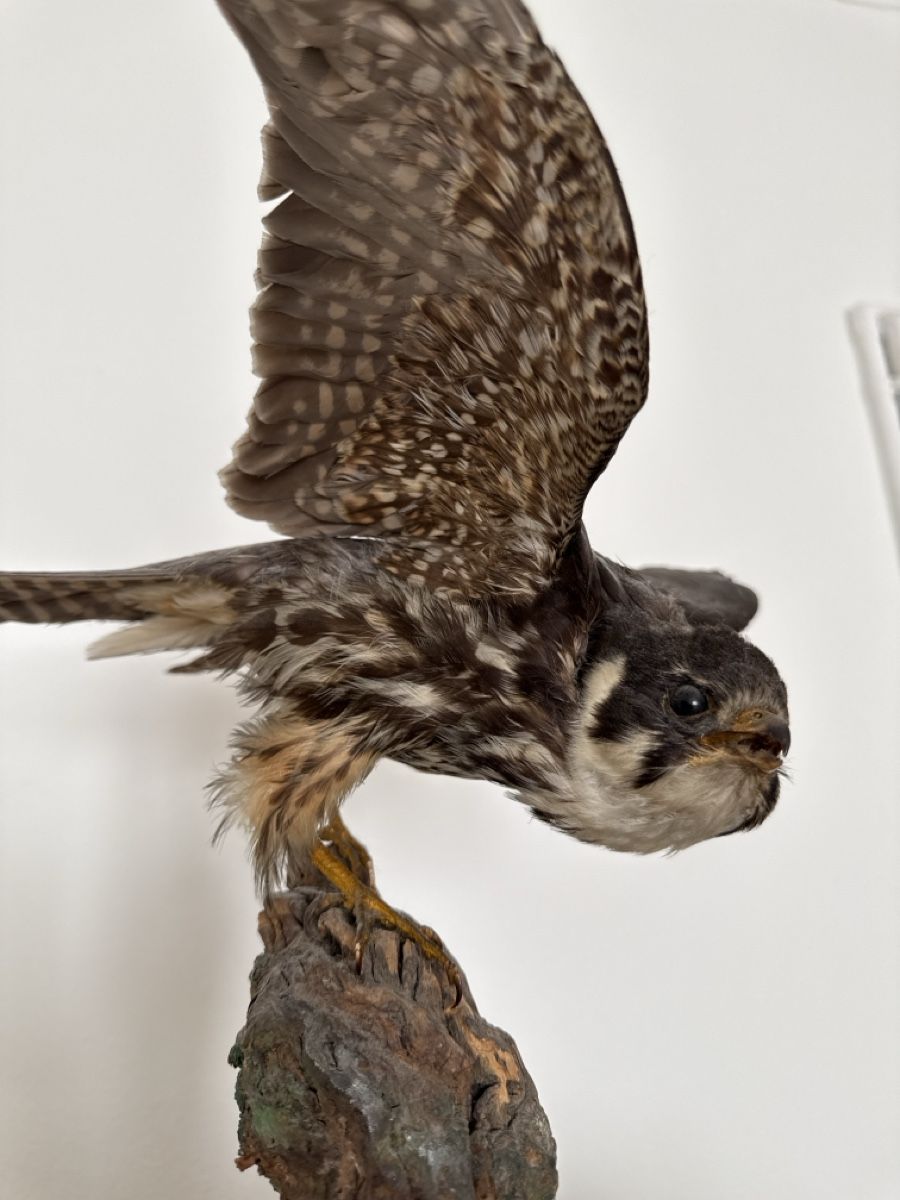 Monde des animaux: Präparierter Baumfalke – D'occasion à Basel par Ramses1179 1