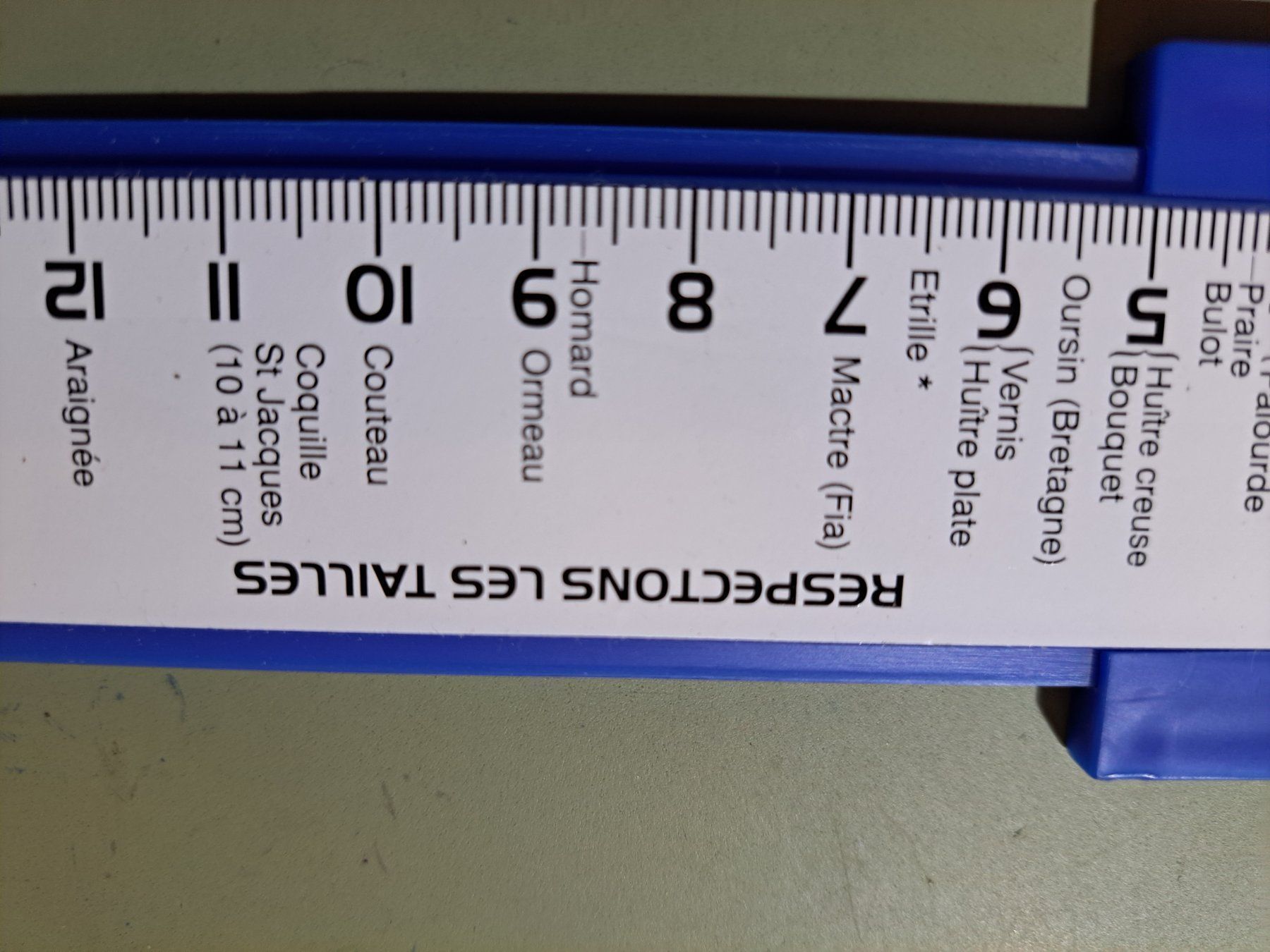 Fossili: Calibre pour coquillages – Nuovo (secondo la descrizione) da Fribourg venduto da versus702 2