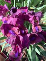 3 Zwerg-Schwertlilien P. Charm Gartenpflanze hitzebeständig