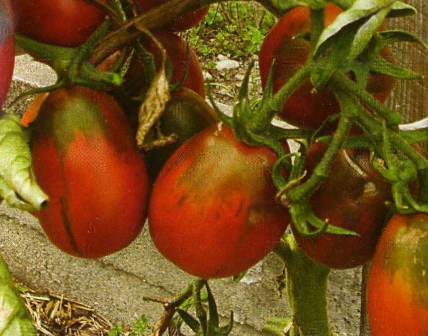 Piante & sementi: Eiertomate Black Plum - Setzling! – Nuovo (secondo la descrizione) da Steffisburg venduto da Petroselium