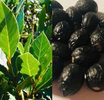Ab 5 fr 5 Stk SAMEN LORBEER BAUM WILD & DUFTIG‪