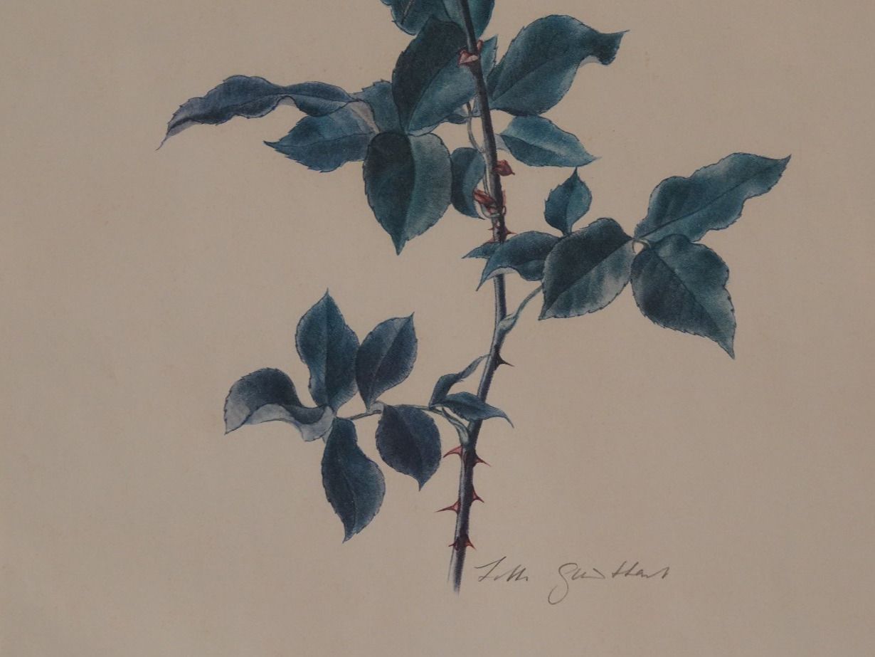 Foto & Immagini: Rose von Lotti Günthart – Usato da Winterthur venduto da Minerva_59 2