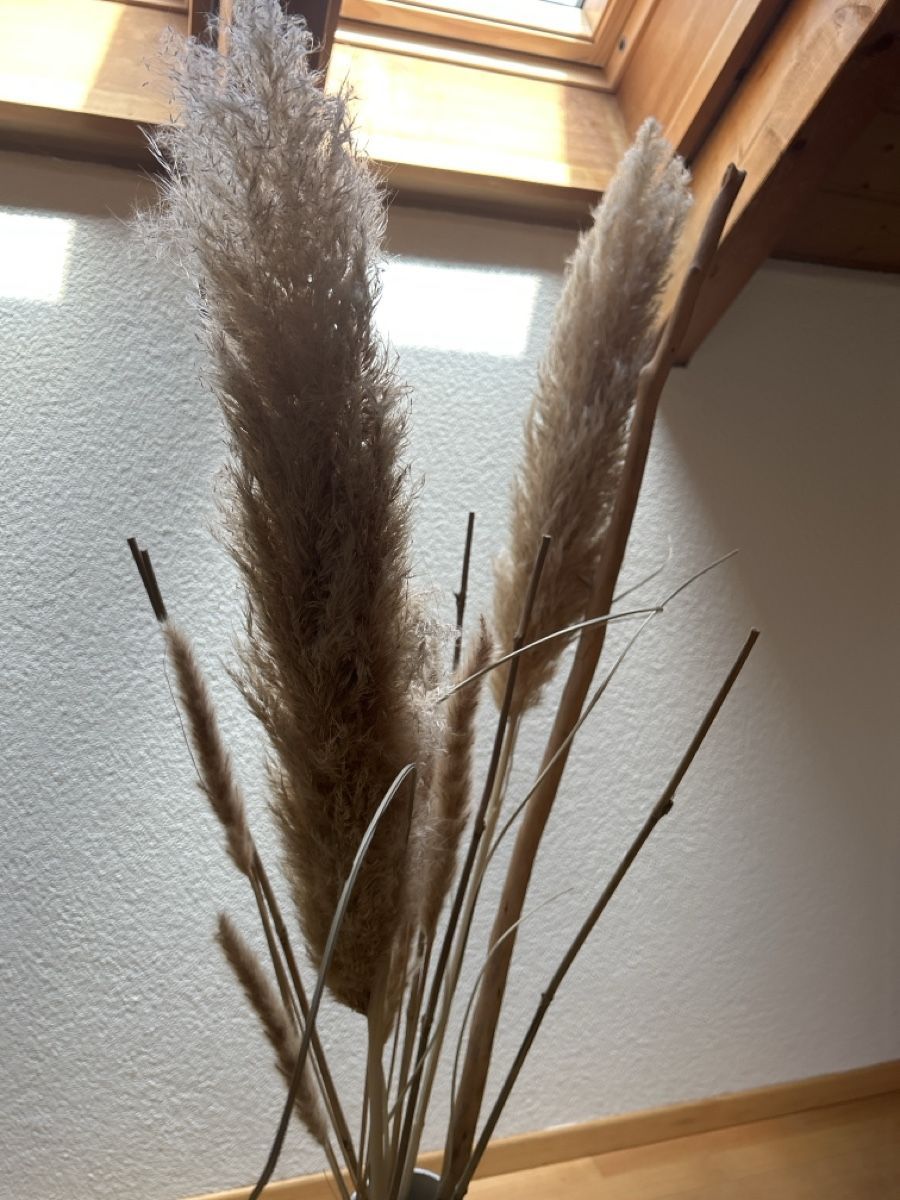 Tutte le decorazioni: Dekorative Vase mit Pampasgras und erhöhung – Usato da Villigen venduto da DanielDuerr 2