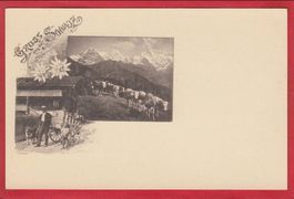 HUNDEGESPANN, ATTELAGE DE CHIEN, TEAM OF DOGS, SCHWEIZ