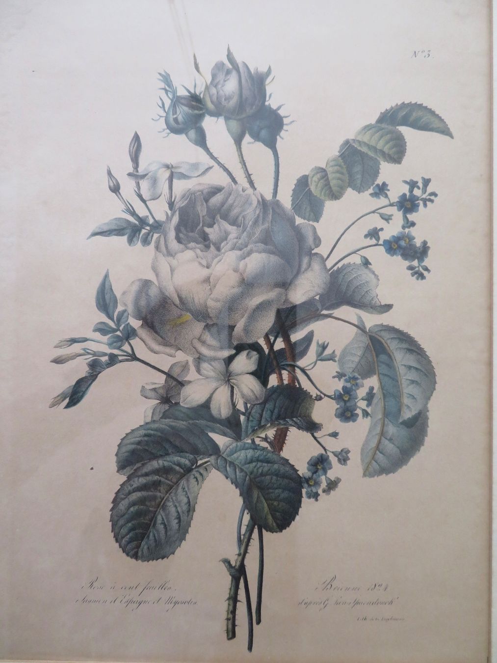 Grafiken & Lithographien: Hundertblättrige Rose – Gebraucht aus Bern von mordswein 2