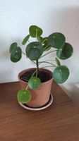 Gesunde UFO Pflanze