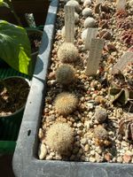 Escobaria emskoetteriana bella MZ128 Cuatro Cienegas