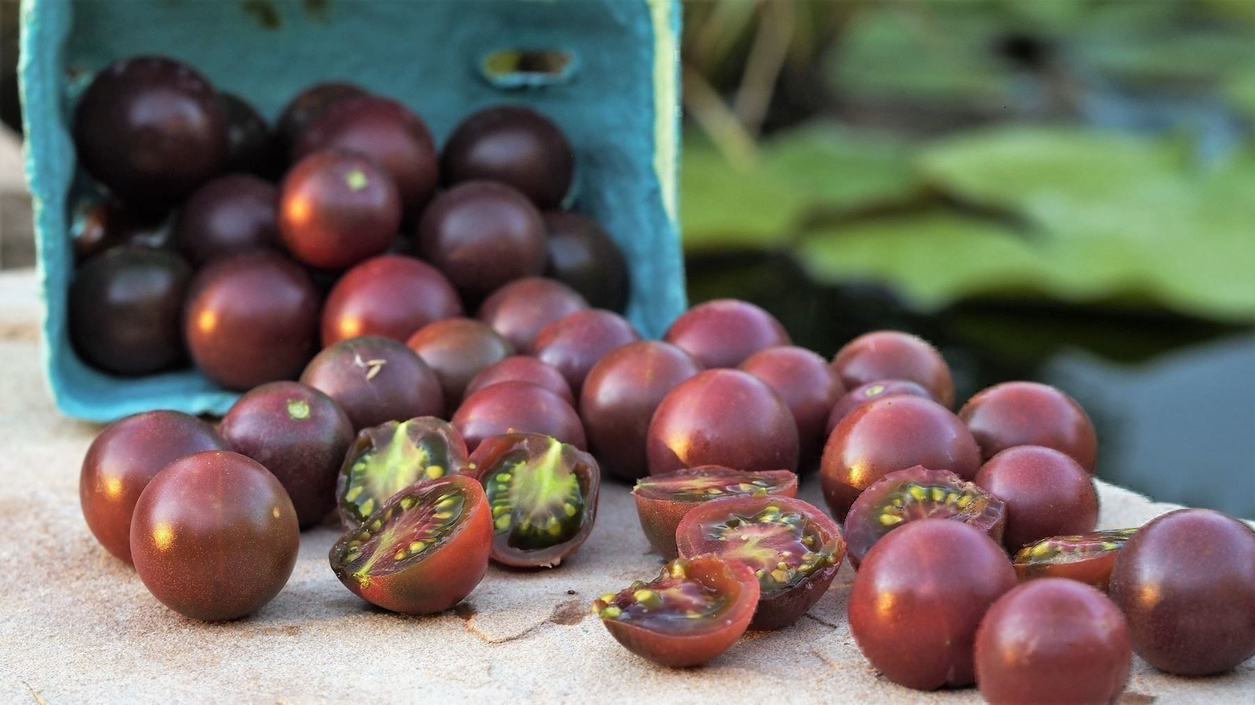 Pflanzen & Samen: 100 Samen TOMATE BLACK CHERRY Alte Sorte – Neu (gemäss Beschreibung) aus Ehrendingen von VerveinaSamen 7