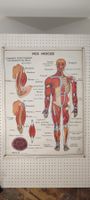 Wunderschönes Medizin Wandbild Französisch Nr 4 Doppelseitig