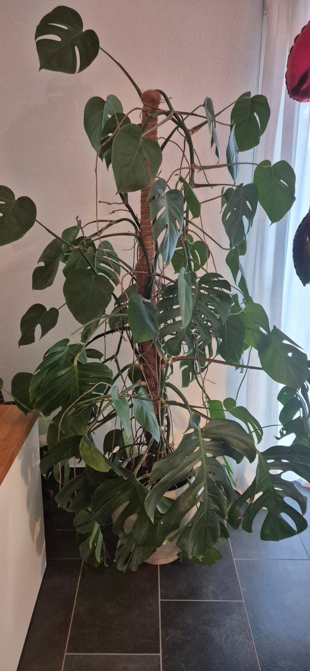Piante & sementi: Monstera Deliciosa Pflanze – Usato da Ins venduto da Rhulk 1