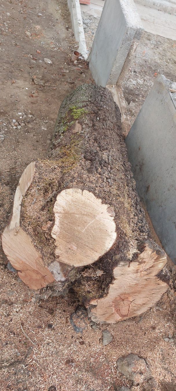 Holzartikel: Birnen Baumstamm – Gebraucht aus Herlisberg von Johndeere92 5
