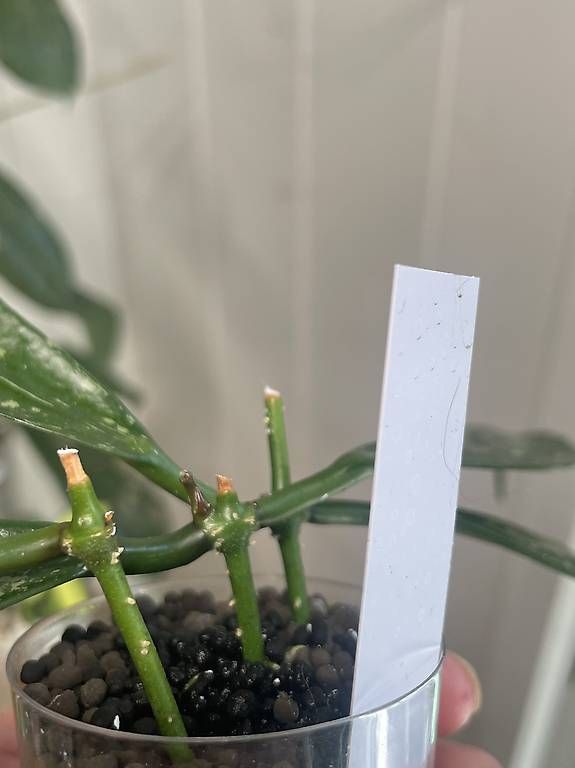 Piante & sementi: Hoya griffithi spotted – Usato da Schönholzerswilen venduto da Leavylounge 1