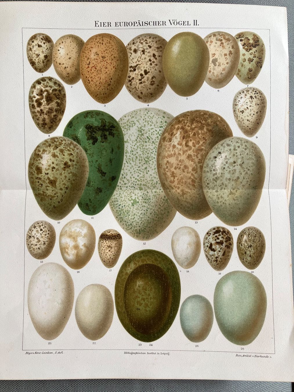 Grafica & Litografie: Eier europäischer Vögel 2 Lithographie – Usato da Basel venduto da papageientulpe