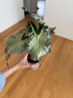 Alocasia Venom