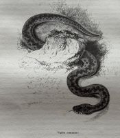 Stahlstich 1843 - Kreuzotter