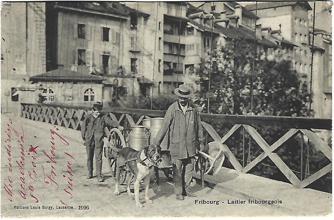 Cartoline postali: Fribourg -Laitier fribourgeois – Usato da Wetzikon ZH venduto da Brulu100