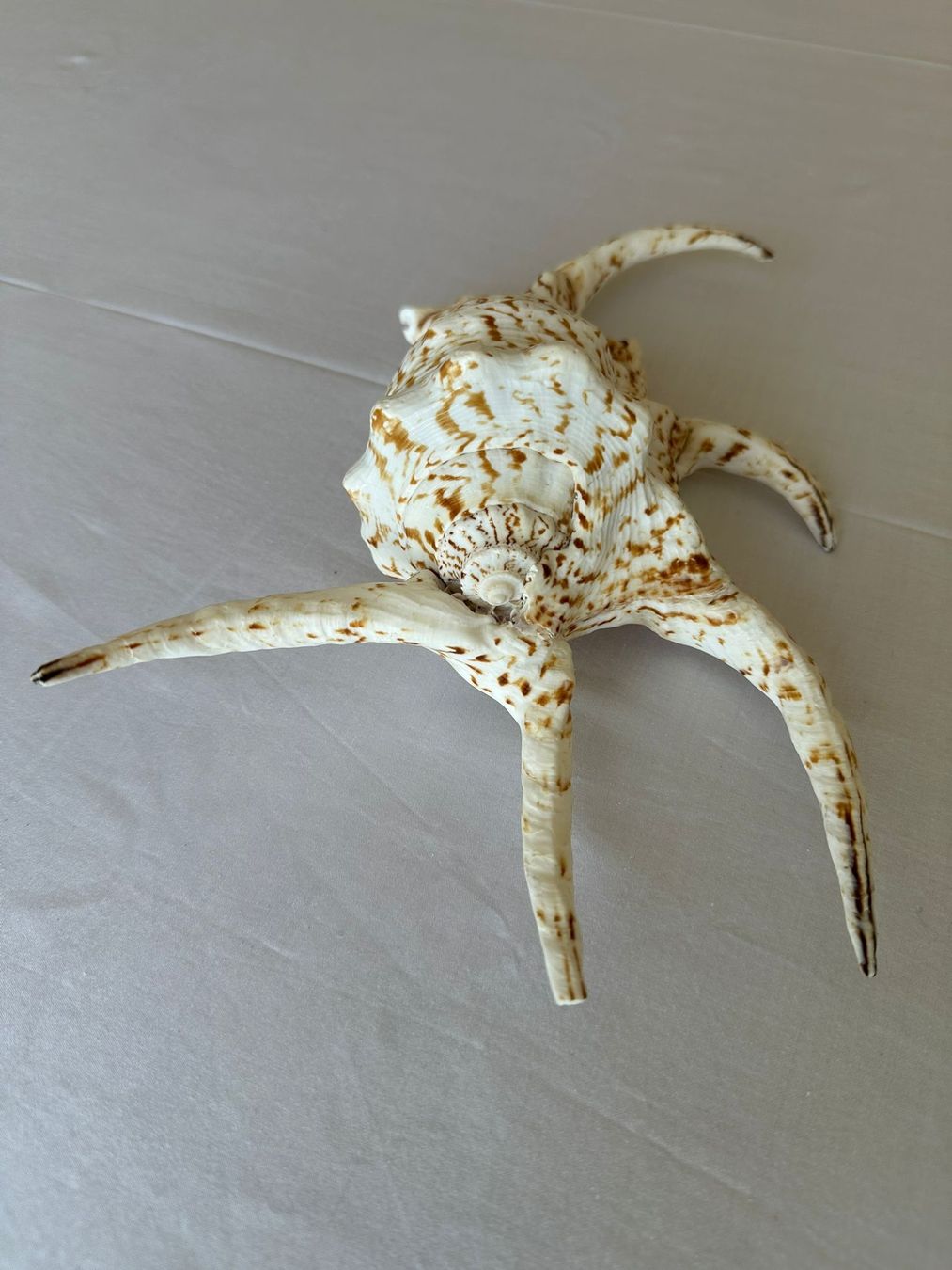 Tutte le decorazioni: Muschel – Usato da Neuenhof venduto da Vany0607 3