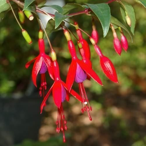 Piante & sementi: Fuchsia royal comestible  RARE  20cm – Nuovo (secondo la descrizione) da Bremblens venduto da FIBONACCI369