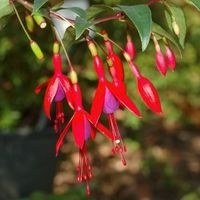 Fuchsia royal comestible  RARE  20cm