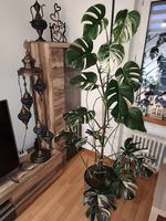 Monstera Deliciosa Variegata