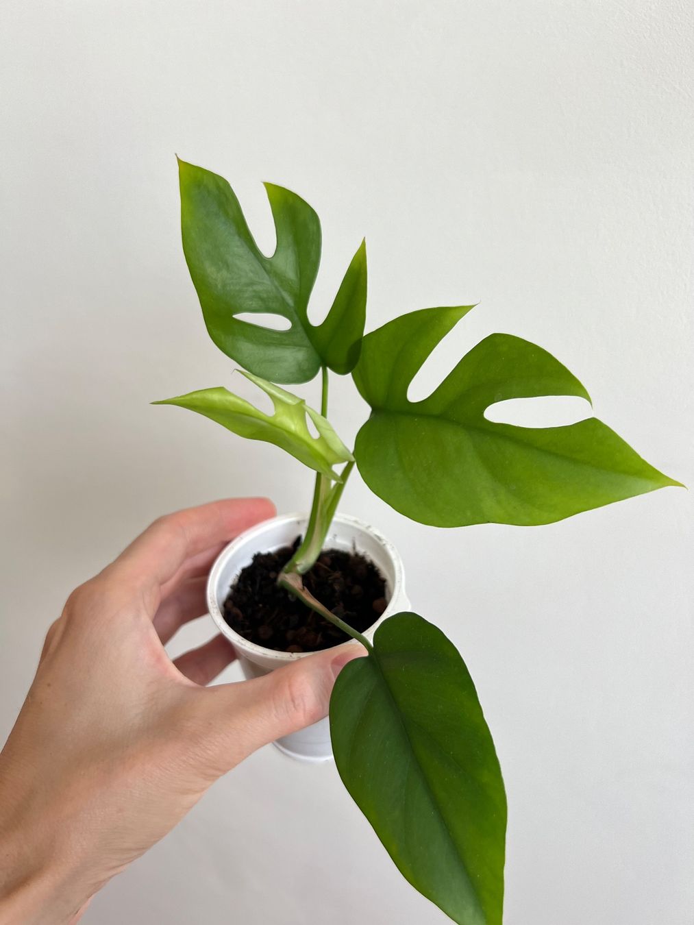 Piante & sementi: Monstera minima💚 – Usato da Glattpark(Opfikon) venduto da ste_n99y 3