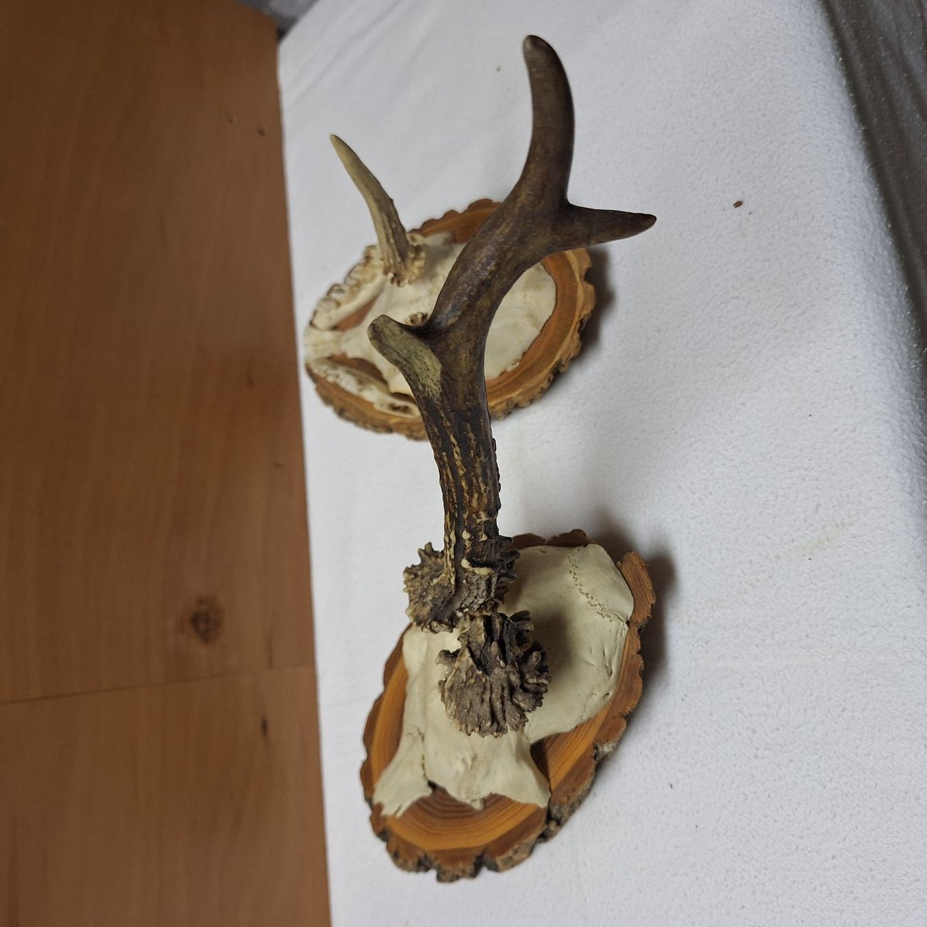 Tutte le decorazioni: 2 alte Geweihe, mit Aufhängevorrichtung – Usato da Winterthur venduto da Goldpipau 4