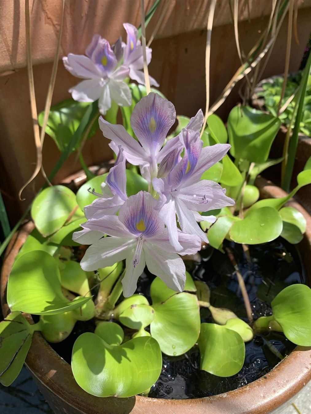 Piante & sementi: Wasserhyazinthe (Eichhornia)! – Nuovo (secondo la descrizione) da Steffisburg venduto da Calceolaria