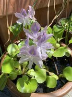 Wasserhyazinthe (Eichhornia)!