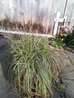 Panaschiertes Gras schattenstaude