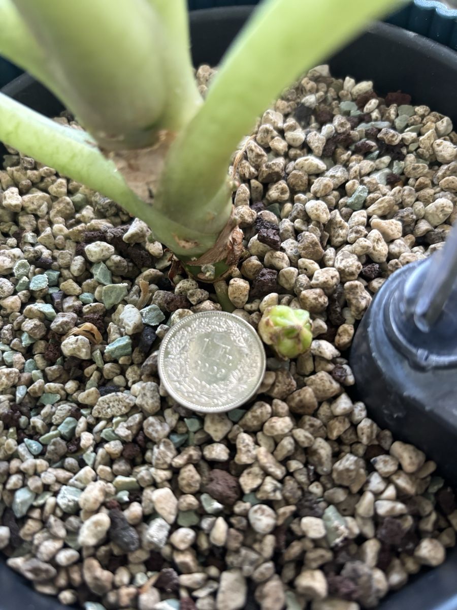 Alocasia Frydek Variegata Rhizom (Nuovo (secondo la descrizione)) a Kloten  per CHF 1  solo ritiro | Acquista su Ricardo