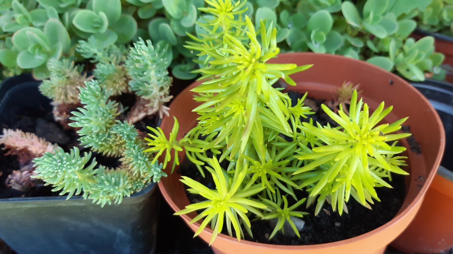Plantes & graines: mini sedum Bodendecker-1 töpfchen mit 5 Ableger – Neuf (Voir description) à Ibach par chaemilochhobbygarte 4